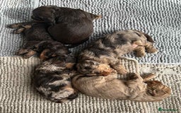 Cockapoo dogs for sale: Beautiful Merle F1 Cockerpoo Pups - Image 7