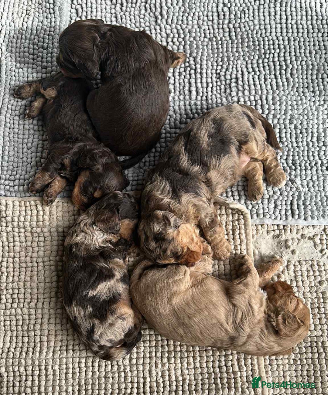 Cockapoo dogs for sale: Beautiful Merle F1 Cockerpoo Pups - Image 7