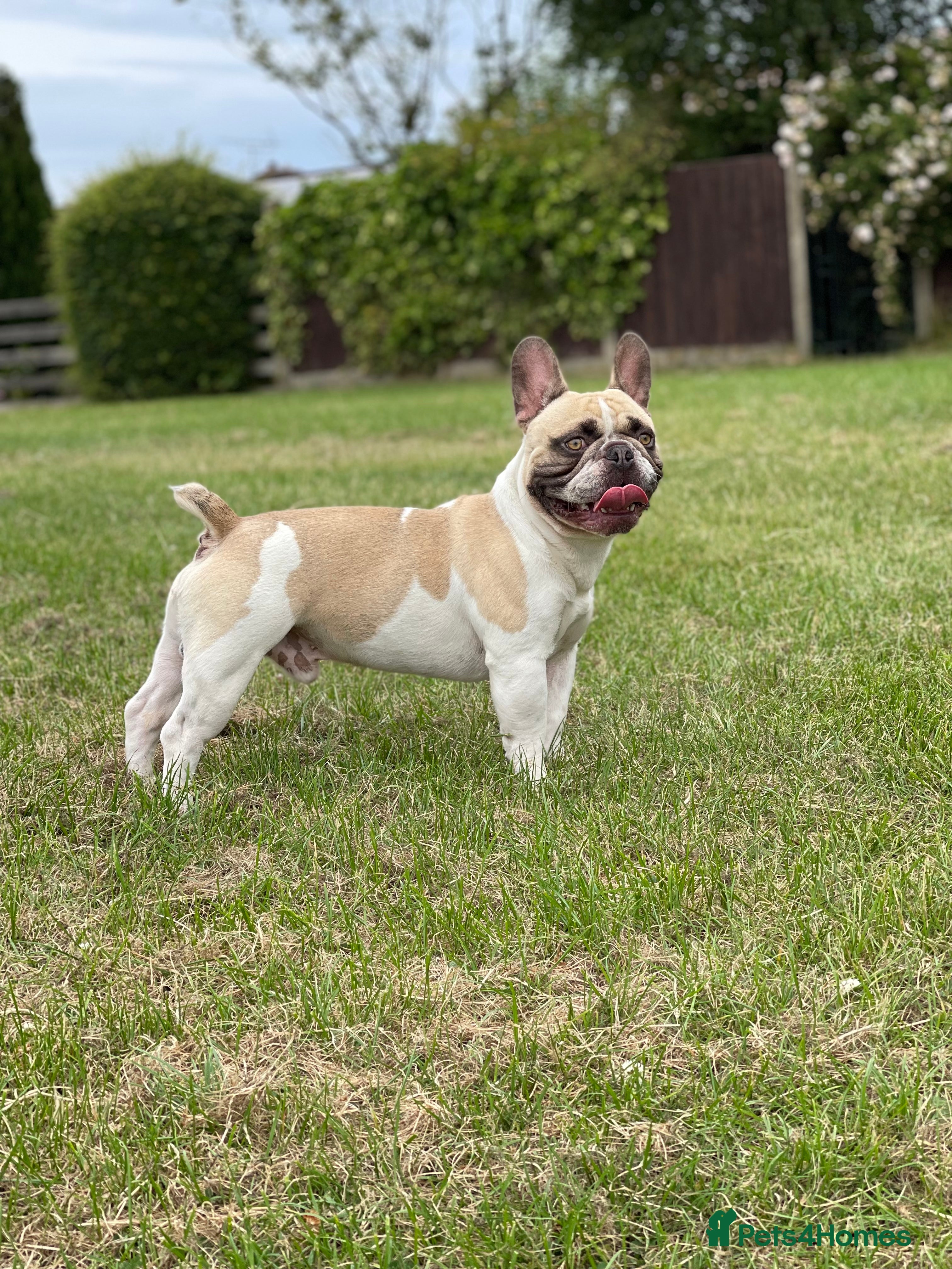 French Bulldog dogs French Bulldog Stud Bernie Brown - Advert 11