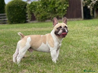 French Bulldog dogs in Nottingham - Advert 38