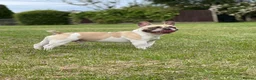 French Bulldog dogs for stud: French Bulldog Stud Bernie Brown - Advert 1