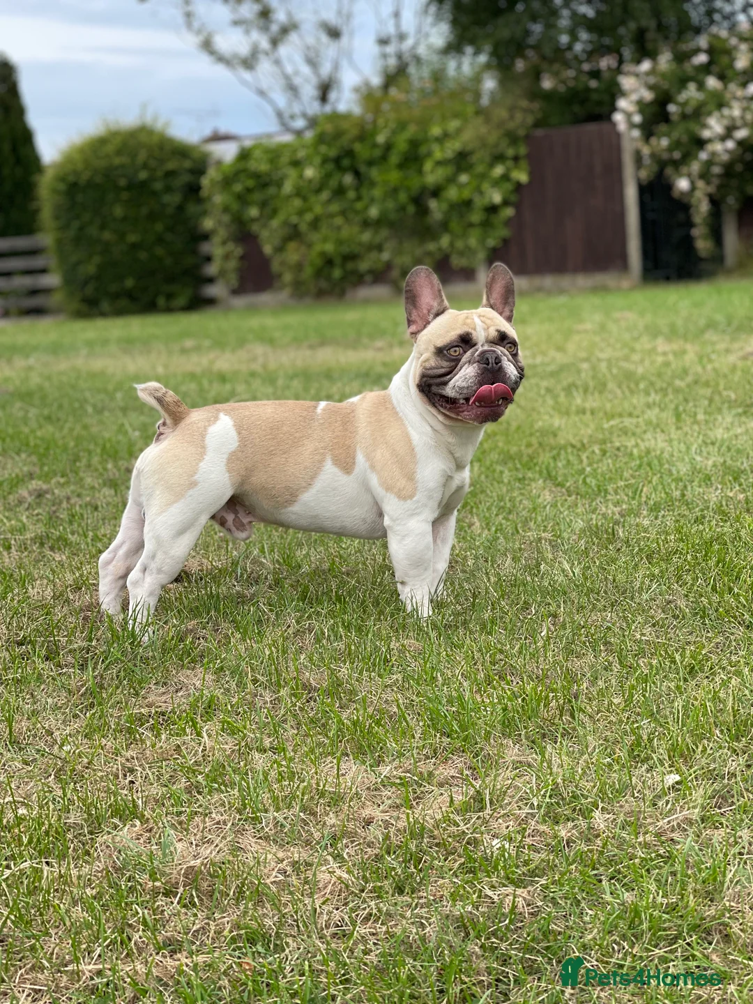 French Bulldog dogs for stud: French Bulldog Stud Bernie Brown - Advert 1