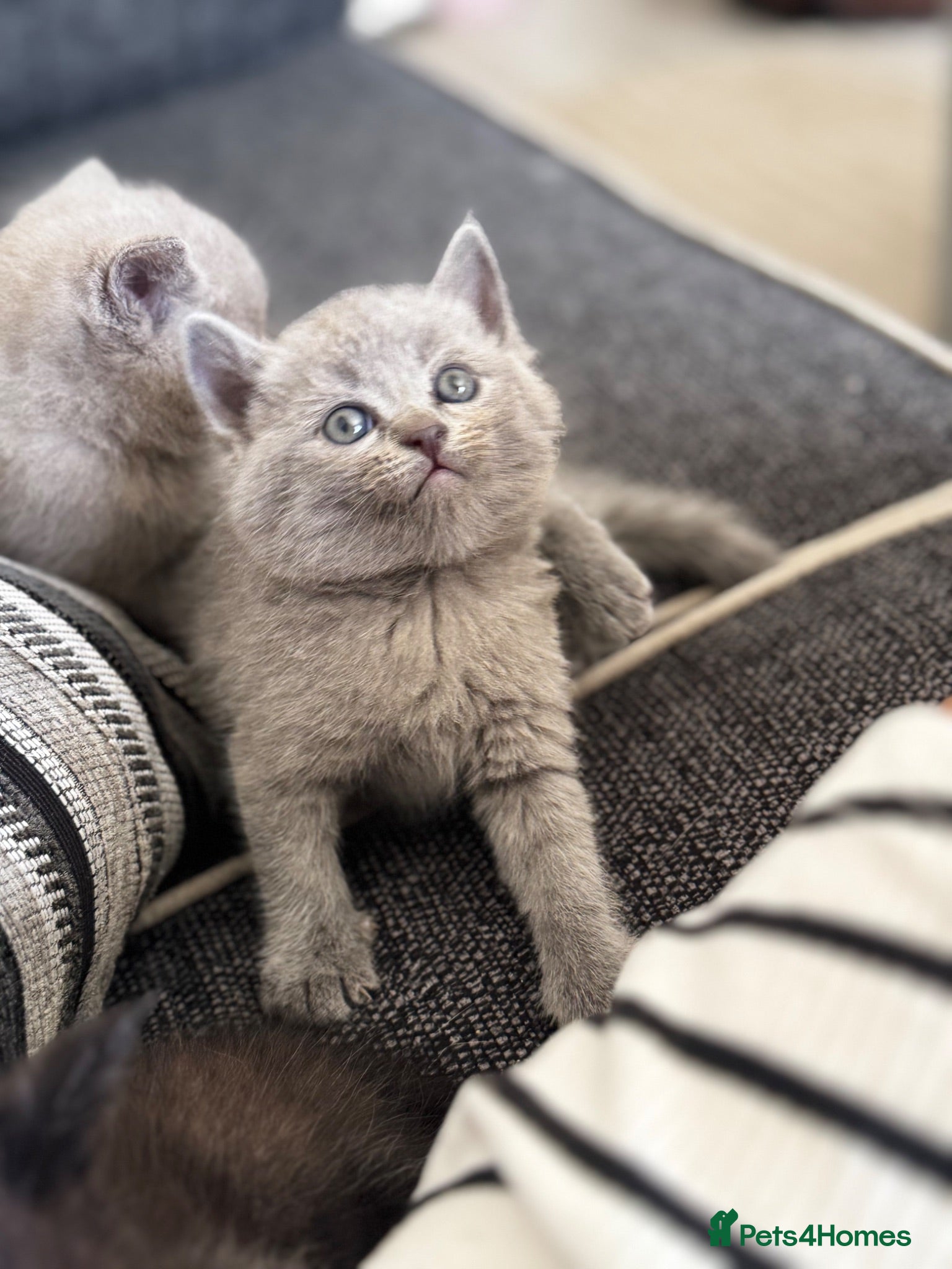 Mixed Breed cats Beautiful ragdoll x British short haired kittens  - Advert 2