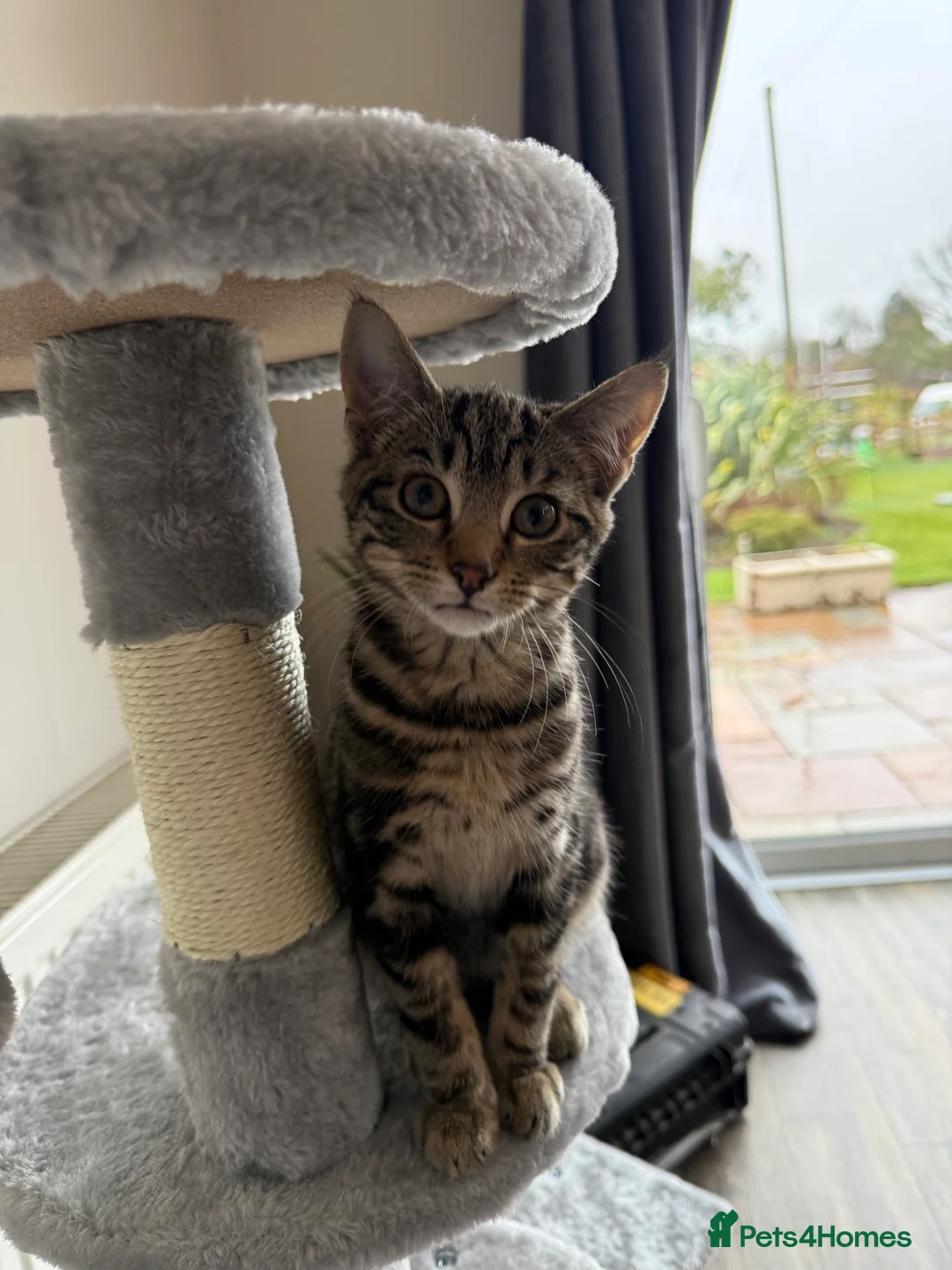 Mixed Breed cats for sale: 3 month old kitten  - Advert 2