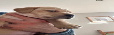 Labrador Retriever 4