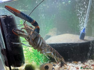 Lobsters fish Red claw lobster - Advert 1