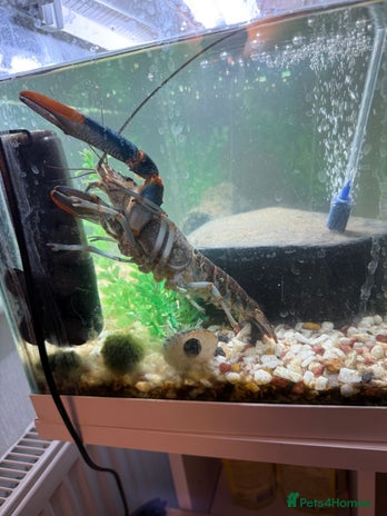 Lobsters fish - Advert 20