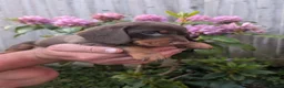 Miniature Dachshund dogs for sale: Miniature dachshund puppies - Advert 10