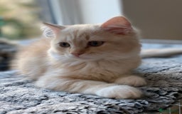 Siberian cats for sale: ✨ Siberian Kitten (ready for her new home now) ✨ - Image 7
