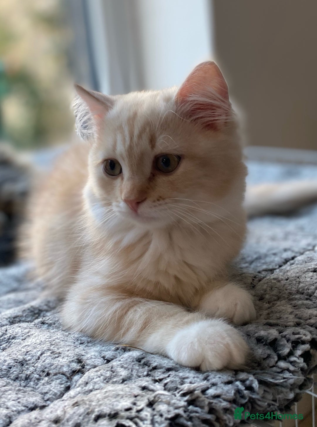 Siberian cats for sale: ✨ Siberian Kitten (ready for her new home now) ✨ - Image 7