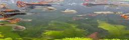 Live Bearers fish for sale: Male guppys in Ashton-under-Lyne - Advert 2