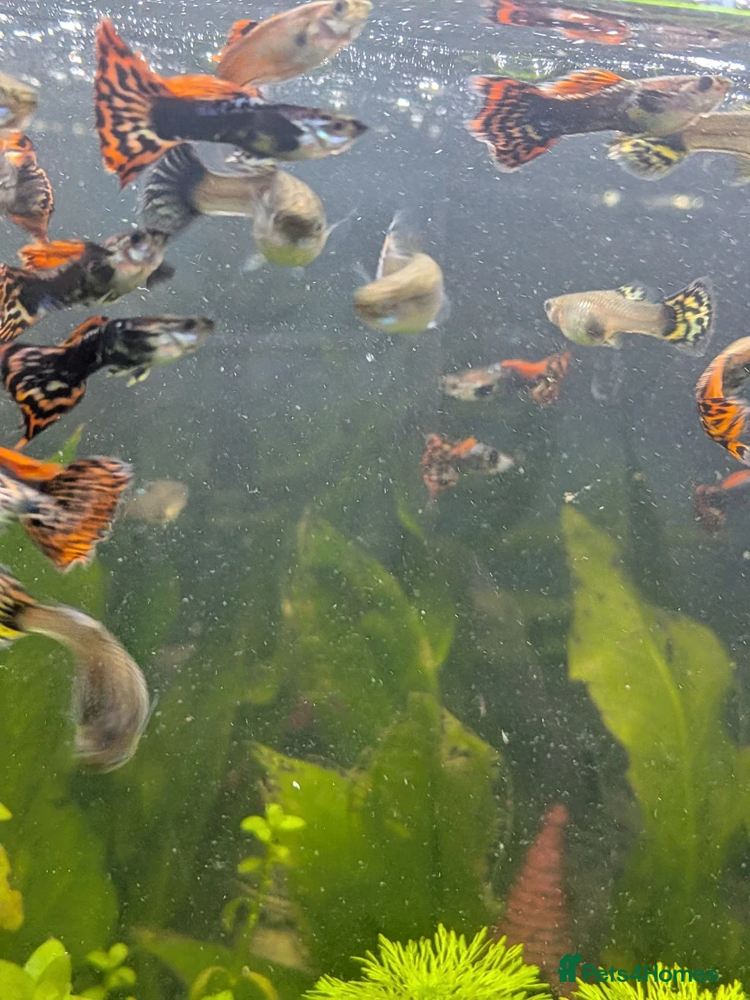 Live Bearers fish for sale: Male guppys in Ashton-under-Lyne - Advert 2