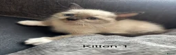 Mixed Breed cats for sale: 💖 3 beautiful girls 💖 - Advert 3