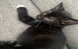 Mixed Breed cats for sale: 3 beautiful kittens looking for their forever home - Image 19