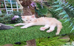 Maine Coon cats for sale: Maine Coon kittens for sale CF81  - Image 13