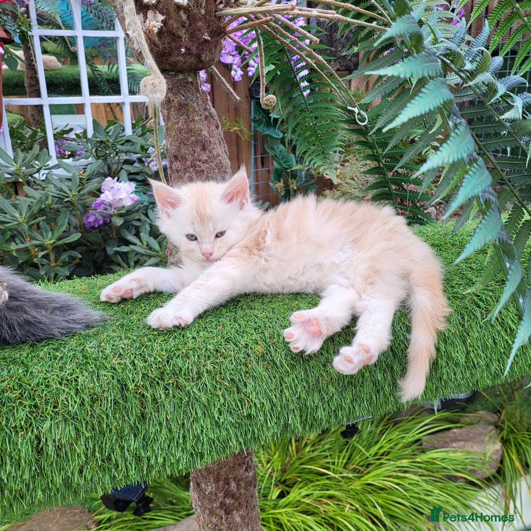 Maine Coon cats for sale: Maine Coon kittens for sale CF81  - Image 13