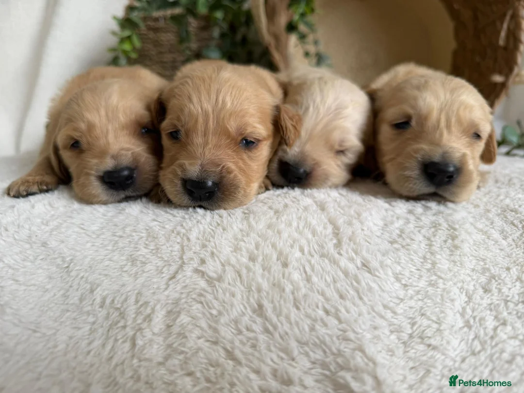 Golden Retriever dogs for sale: EXTENSIVELY DNA TESTED GOLDEN RETRIEVERS - Advert 1