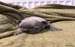 French Bulldog dogs for sale: 4 French bulldogs 2 fluffy - Image 3