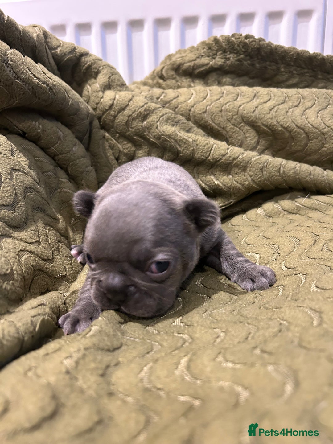 French Bulldog dogs for sale: 4 French bulldogs 2 fluffy - Image 3