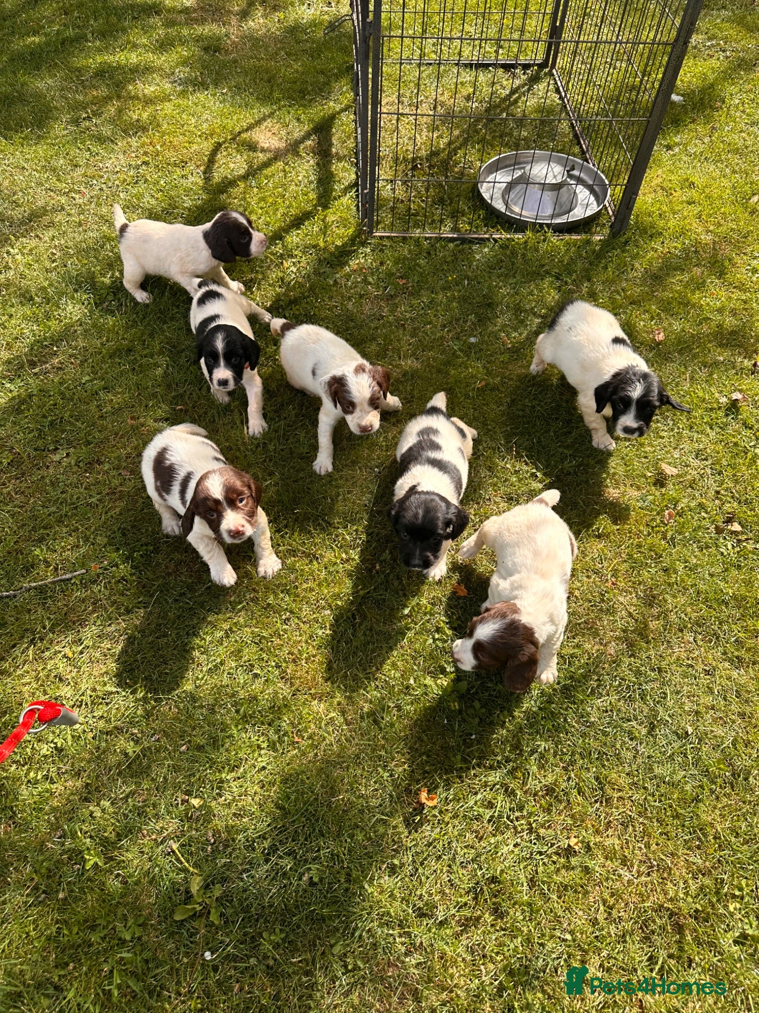 English Springer Spaniel dogs KC ESS springer spaniels - Advert 13