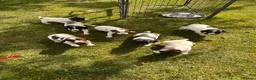 English Springer Spaniel dogs for sale: KC springer spaniels 1 male left ready to go  - Advert 23