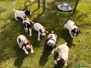 English Springer Spaniel dogs KC ESS springer spaniels - Advert 13