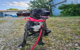 Mixed Breed dogs for adoption: A Beautiful and Gentle Girl - for a Loving Home - Image 33