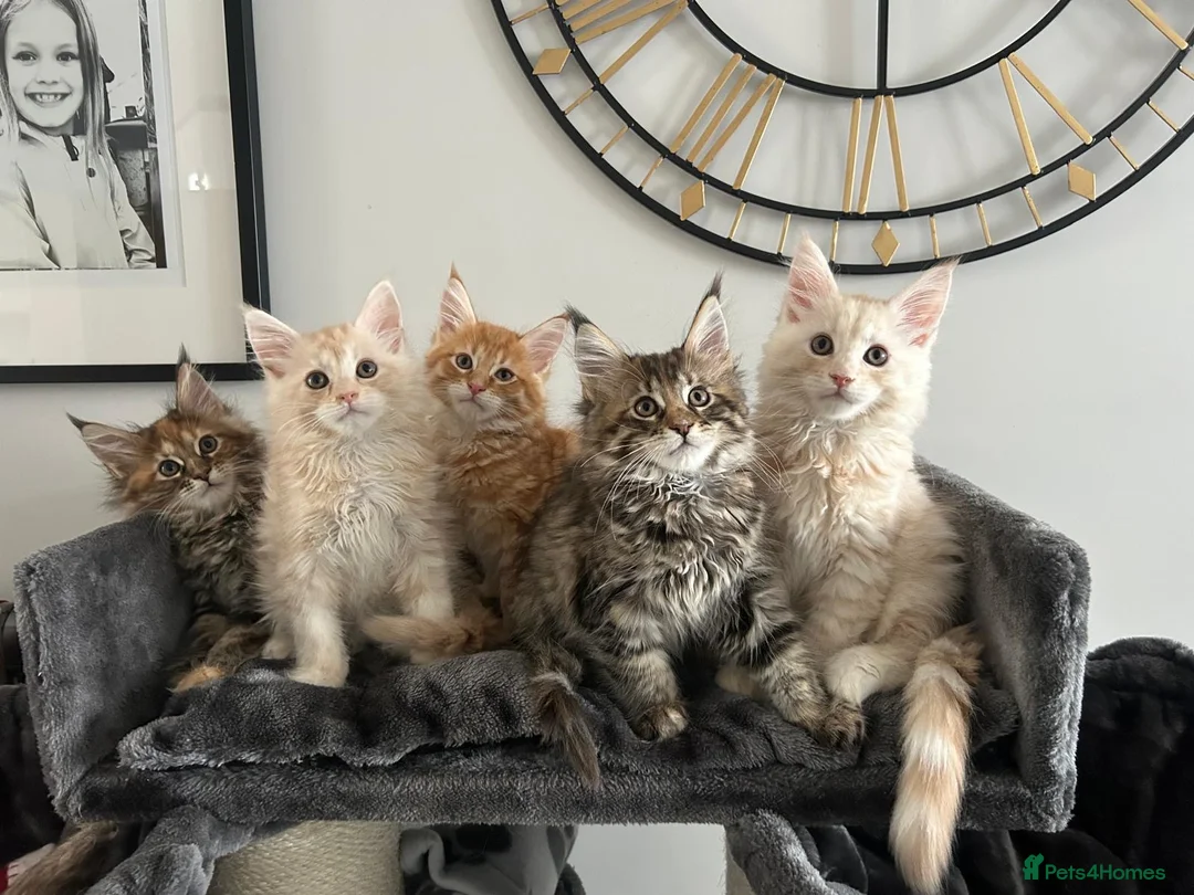 Maine Coon cats for stud: TICA ACTIVE MAINE COON STUD - Advert 8