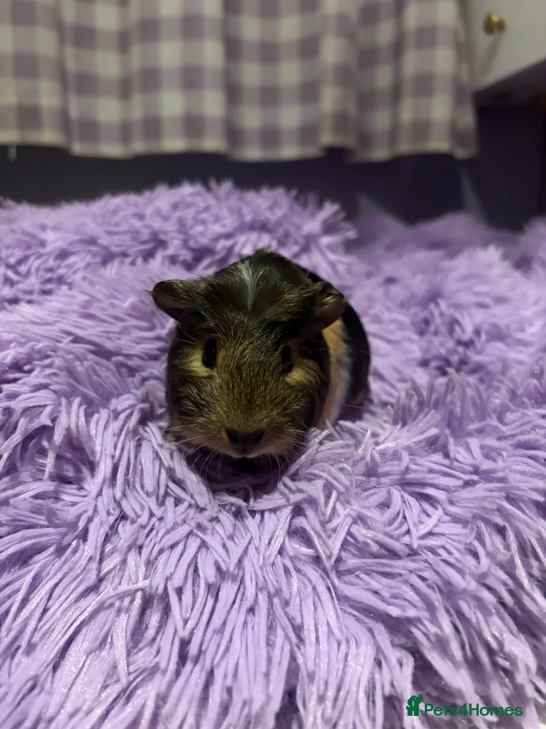 Guinea Pig rodents for sale: 3 beautiful female Guniea pigs for sale  - Advert 3
