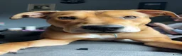 Mixed Breed dogs for sale: Alfie- Mixed Breed Puppy 1yr 5months old - Advert 1