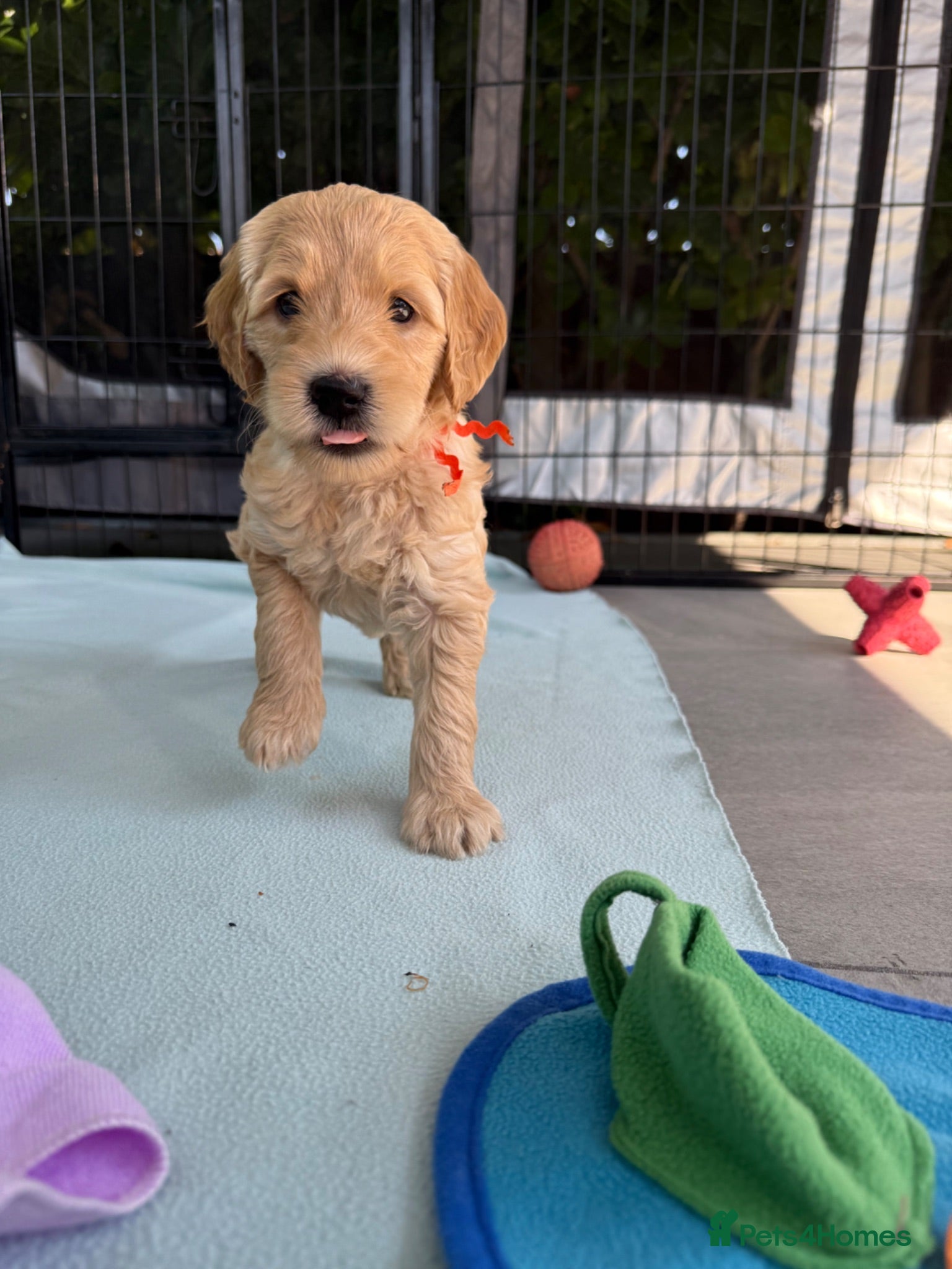 Mixed Breed dogs Multigeneration Cream/Apricot Double Labradoodles  - Advert 1
