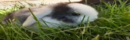 Mini Lop rabbits for sale: Gorgeous Mini Lops  - Advert 19