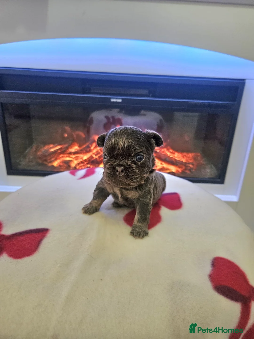 French Bulldog dogs for sale: Beautiful kc fluffy panda french bulldogs - Advert 6