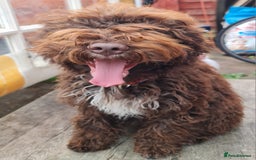 Lagotto Romagnolo dogs for sale:  ❗️Last one❗️Lagotto - The best breed ever in London - Image 6