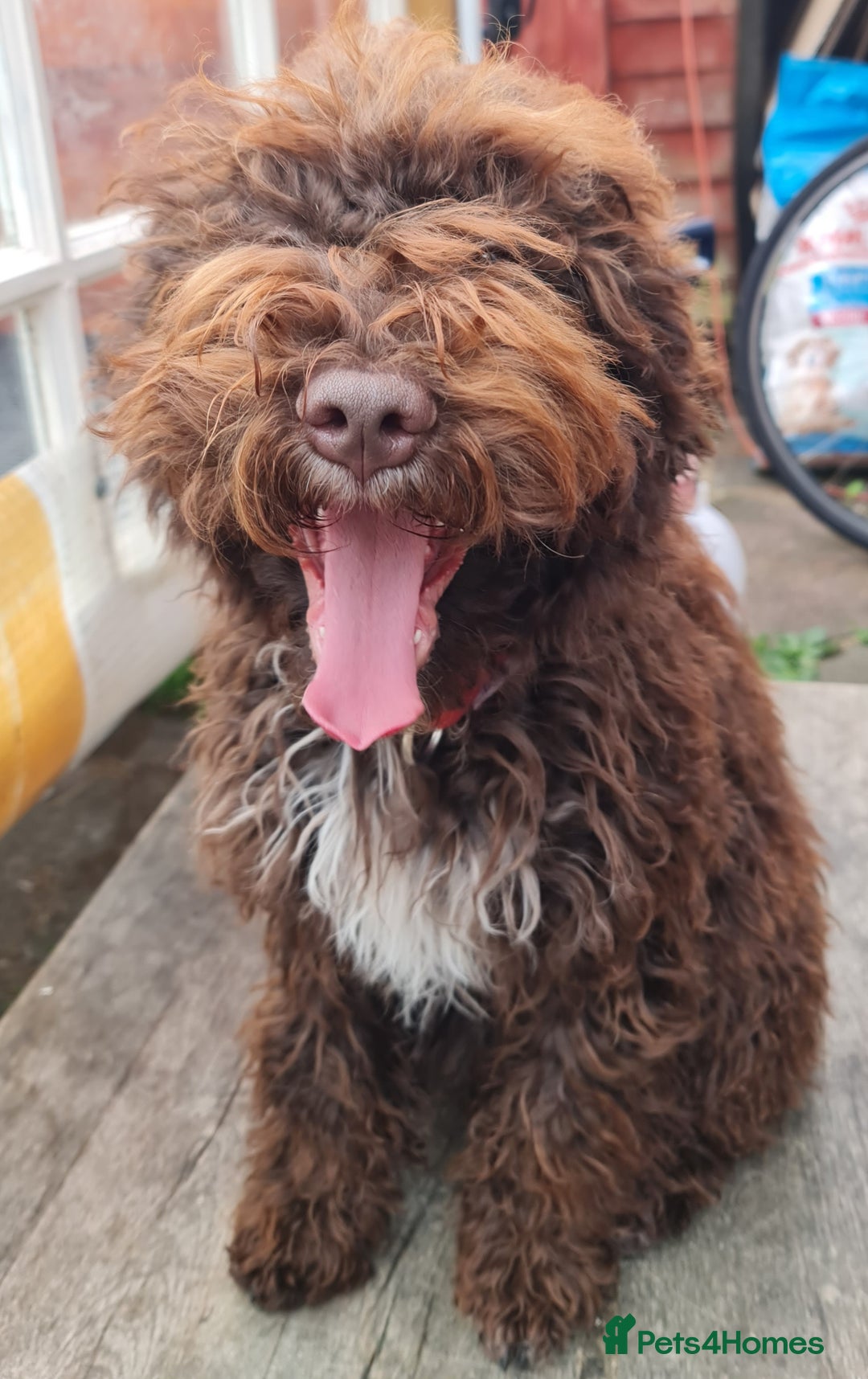 Lagotto Romagnolo dogs for sale:  ❗️Last one❗️Lagotto - The best breed ever in London - Image 6