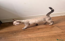 Bengal cats for sale: Blue Eyed Snow Lynx Kittens  - Image 5