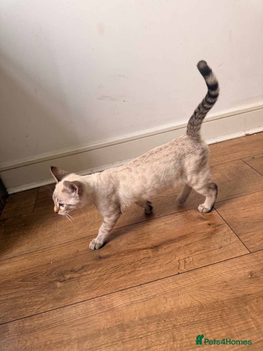 Bengal cats for sale: Blue Eyed Snow Lynx Kittens  - Image 5