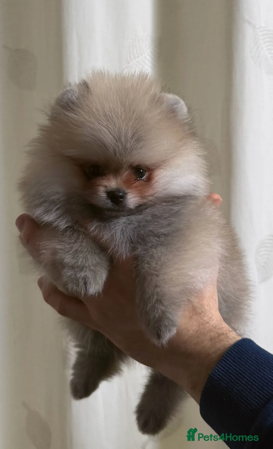 Pomeranian dogs for sale: Teddy Face Poms Puppies European Champion Lines - Advert 6