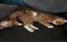 Mixed Breed cats for sale: 2 ginger males - Image 5