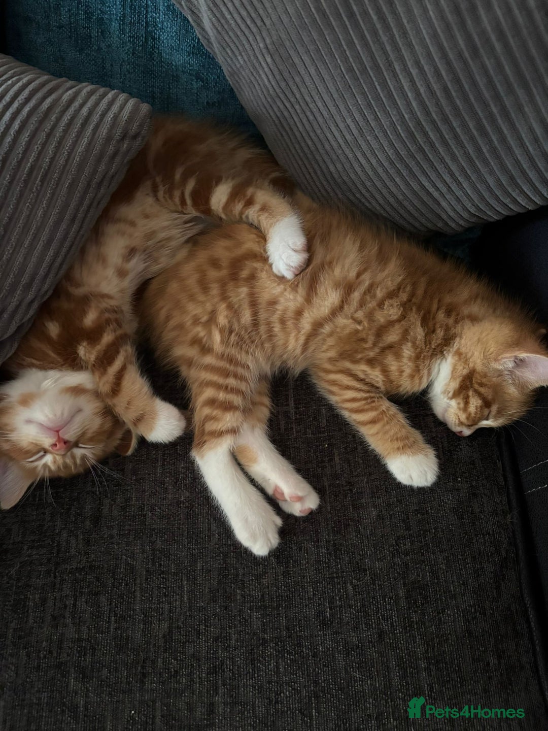Mixed Breed cats for sale: 2 ginger males - Image 5