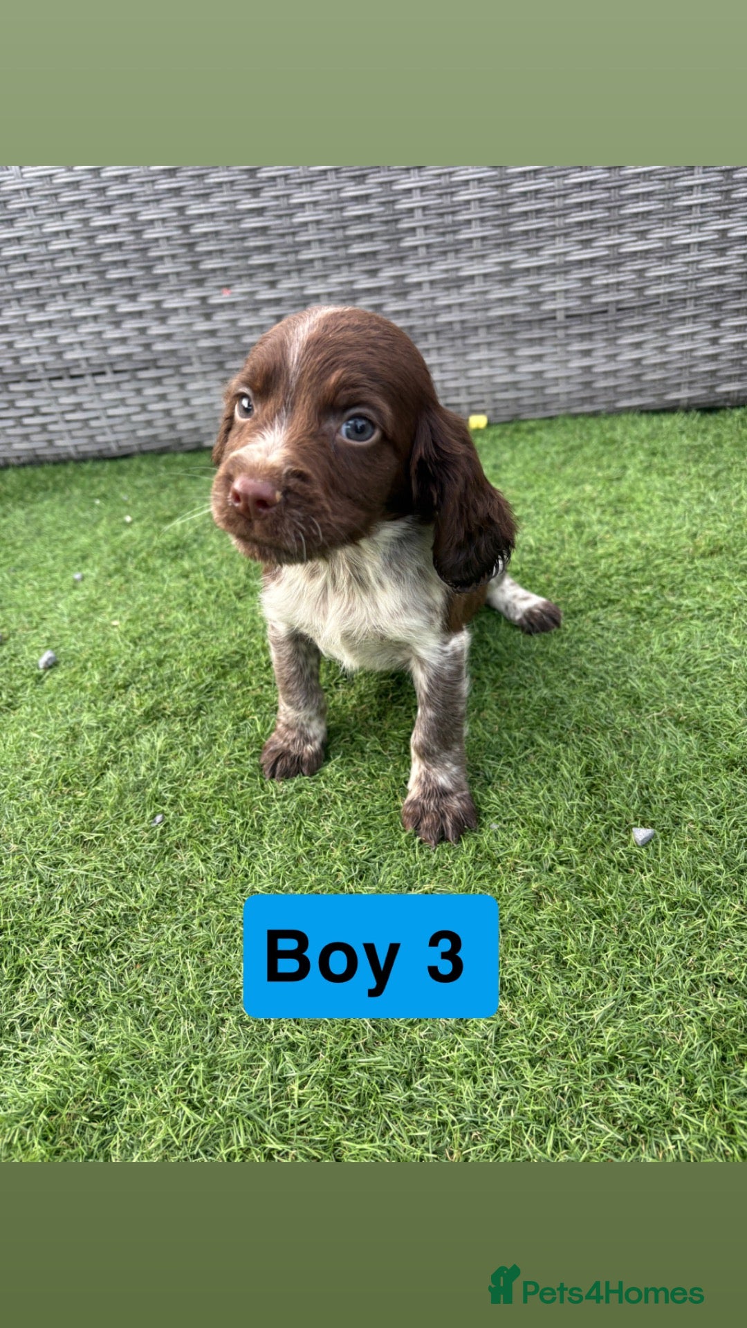 Sprocker dogs Sprocker spaniel puppies - Advert 8