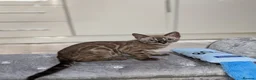 Bengal cats for sale: 🔥✨Pedigree TICA-Registered Bengals - Advert 16