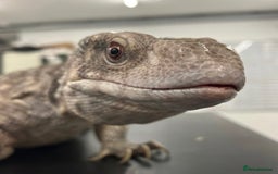 Monitor reptiles for sale: Bosc/savannah Monitor Lizard  - Image 2