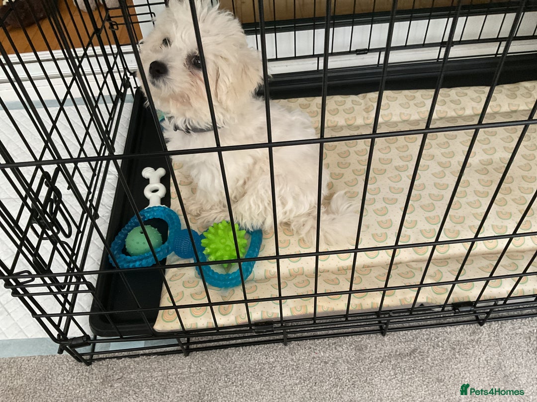Poodle dogs for sale: Albie  - Image 1