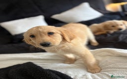 Golden Retriever dogs for sale: Goldren retriever puppies  - Image 4
