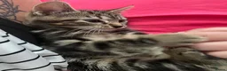Bengal cats for sale:  Bengal kittens, ready to go! ❤️🏡 - Advert 23