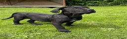 Boerboel dogs for sale: Females available from Topguard Kennels   - Advert 5