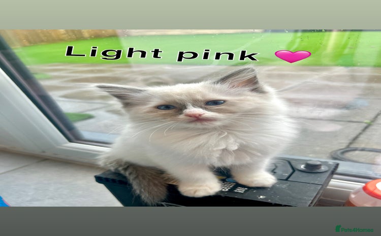 Ragdoll cats - Advert 15