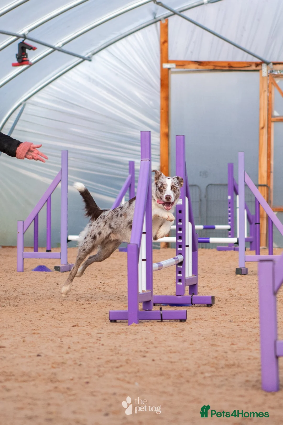 Border Collie dogs for stud: ISDS/KC duel reg Health tested for stud  - Advert 7