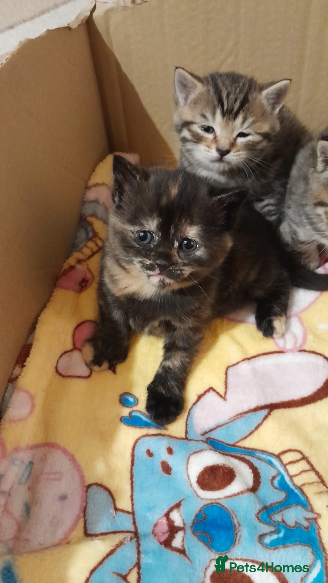 Mixed Breed cats for sale: Gorgeous tabbies/tortie from British shorthair mum - Advert 11